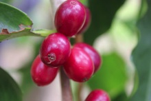 Coffee berries